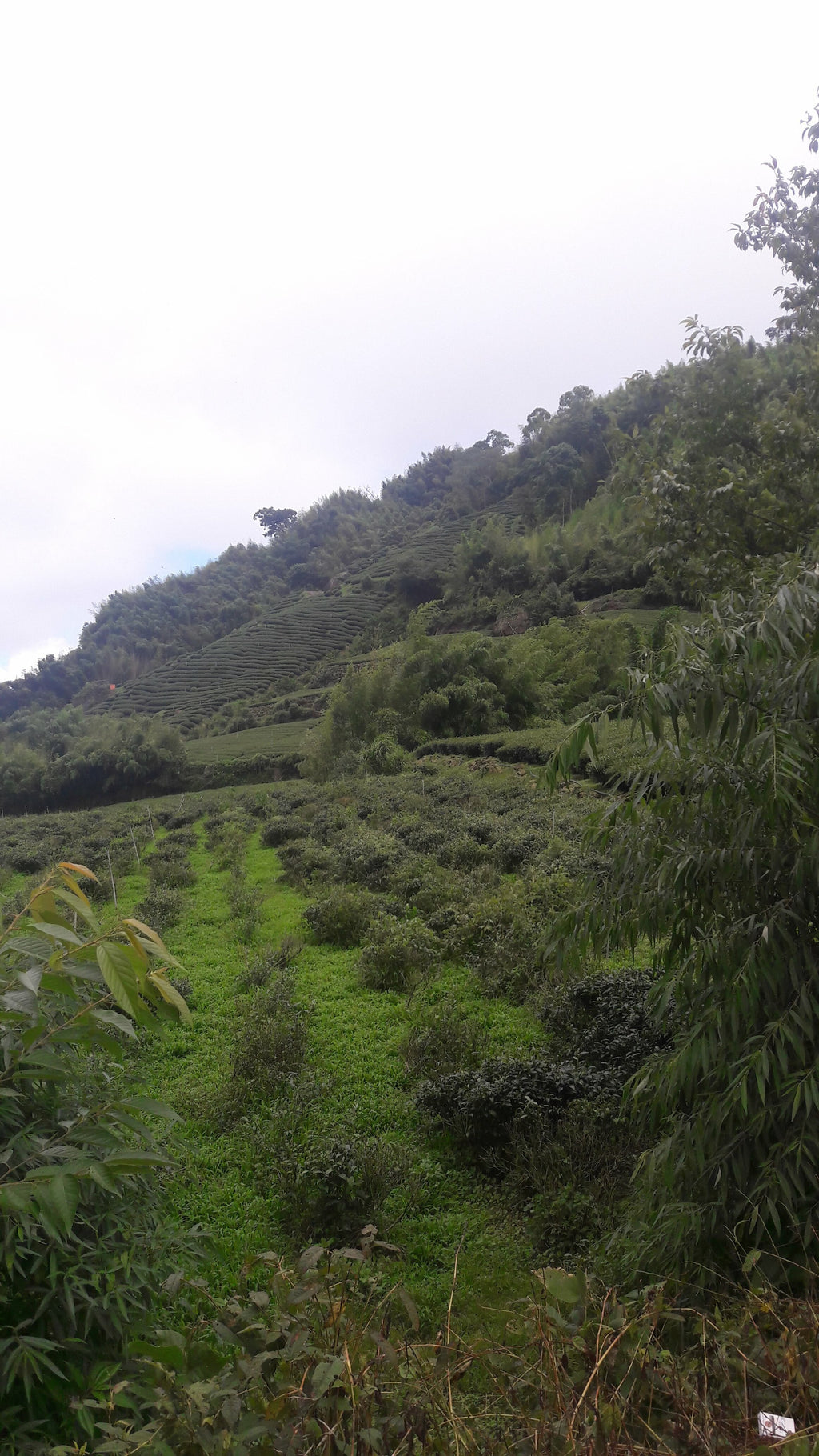 Alishan Tsou Oolong
