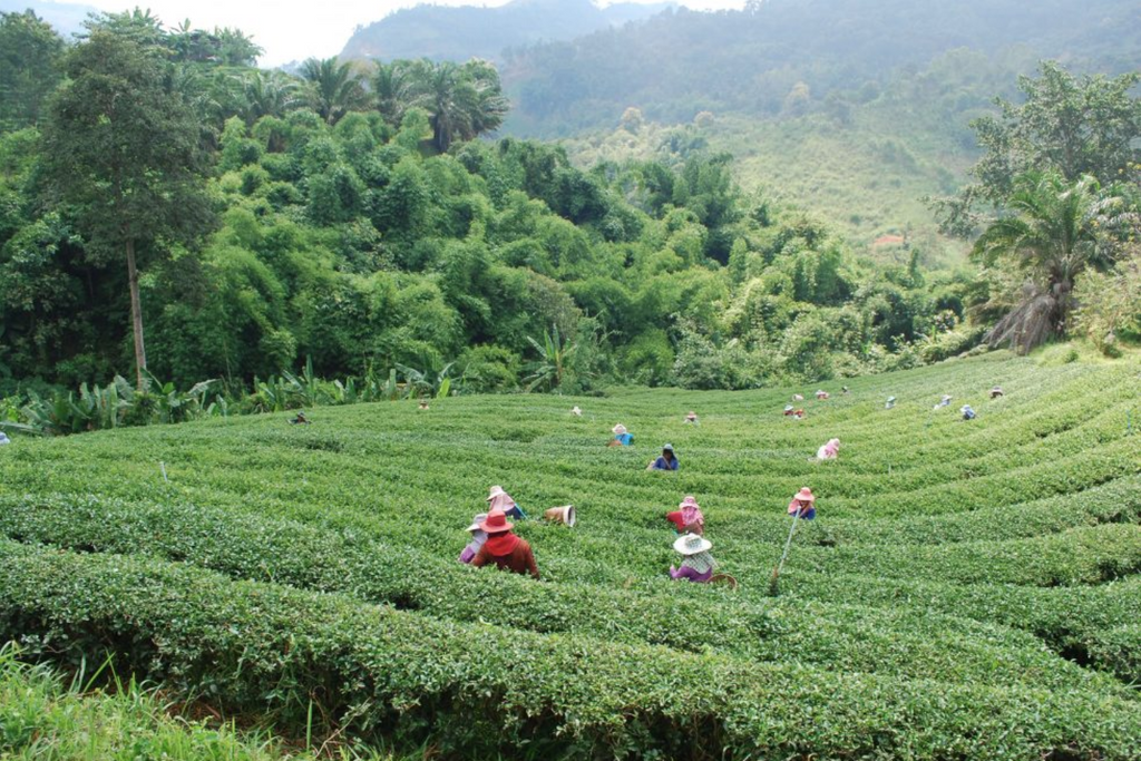 Ruan Zhi Ruby Oolong