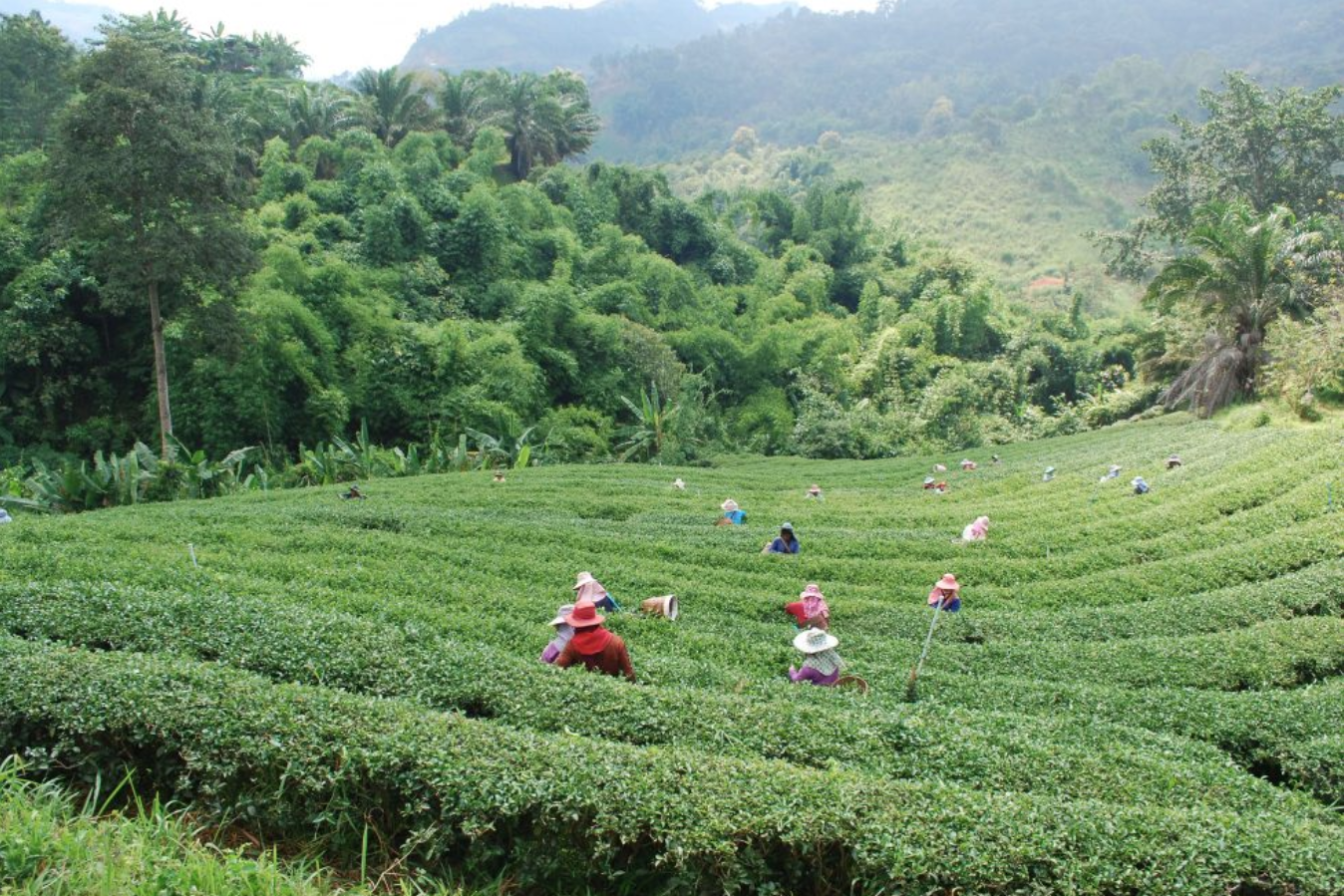 Ruan Zhi Ruby Oolong