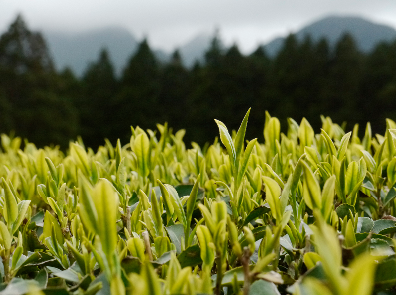 Kabuse Houjicha