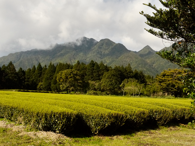 Kabuse Houjicha