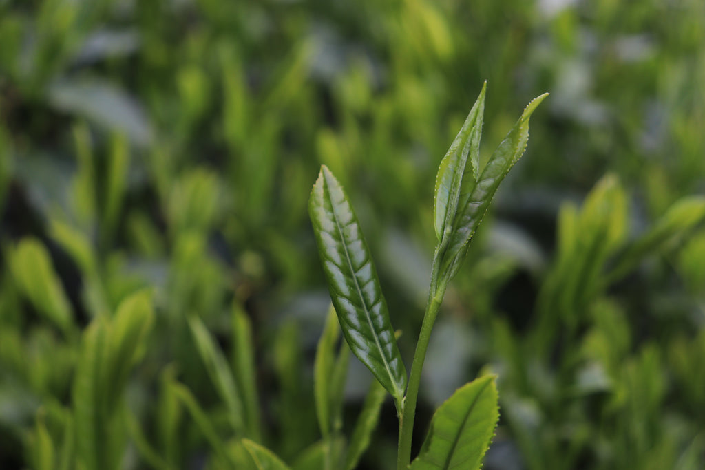 Sencha Ohbukudani [Thé vert, première récolte, Shincha 2025]