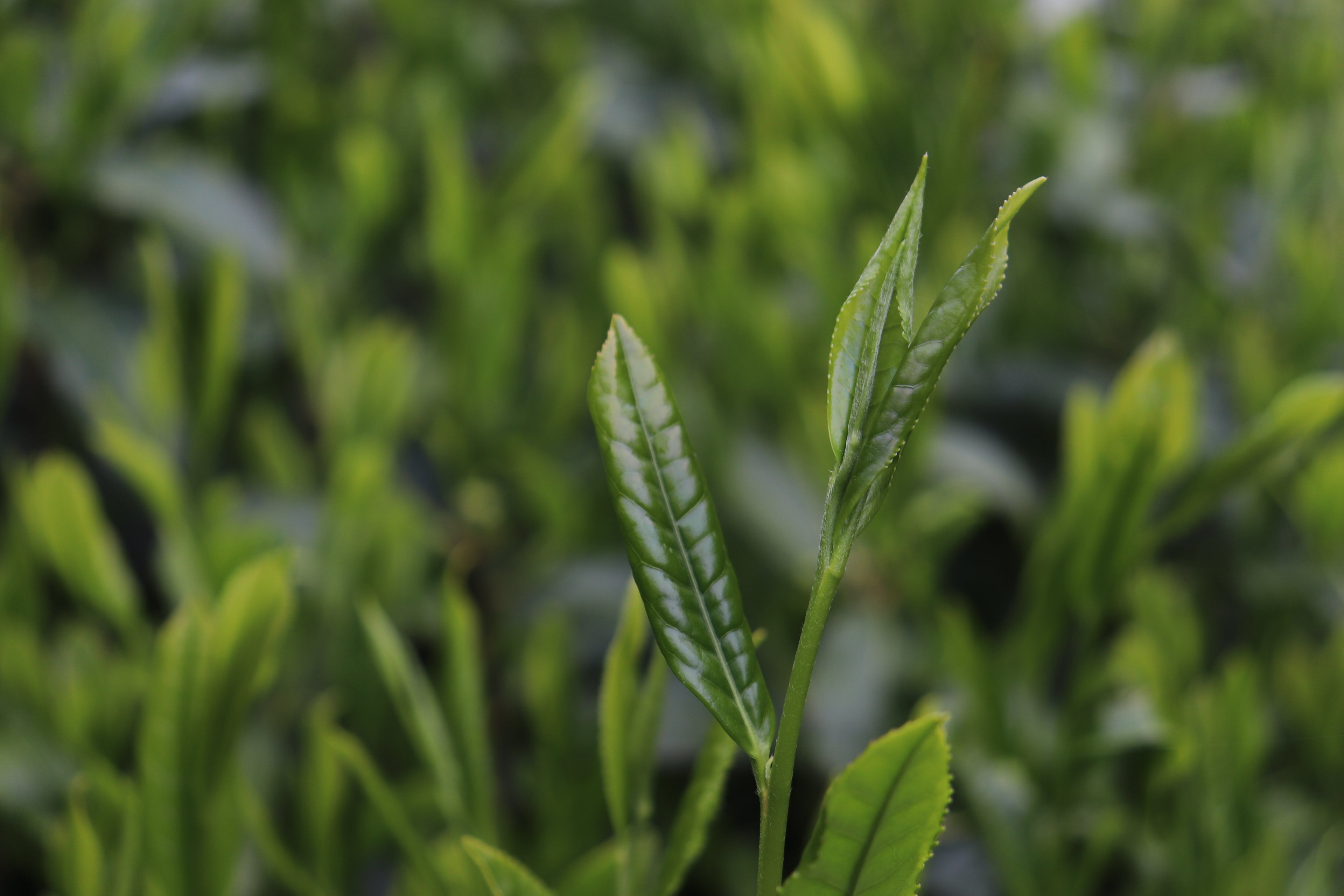 Sencha Ohbukudani [Thé vert, première récolte, Shincha 2025]