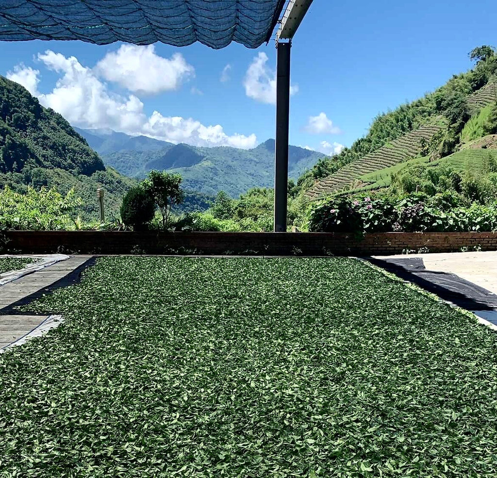 Alishan Tsou Oolong
