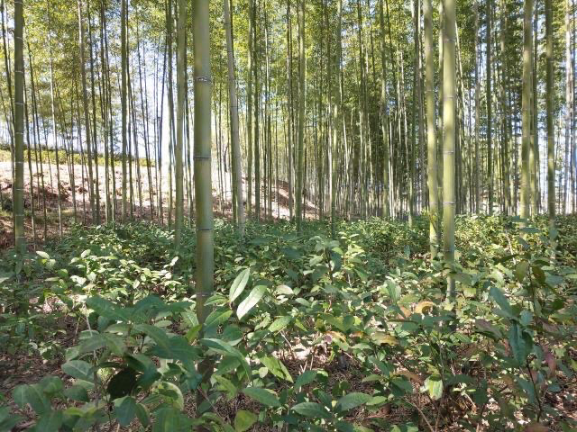 Hongcha