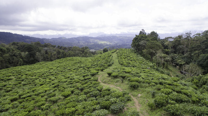 La Cumbre