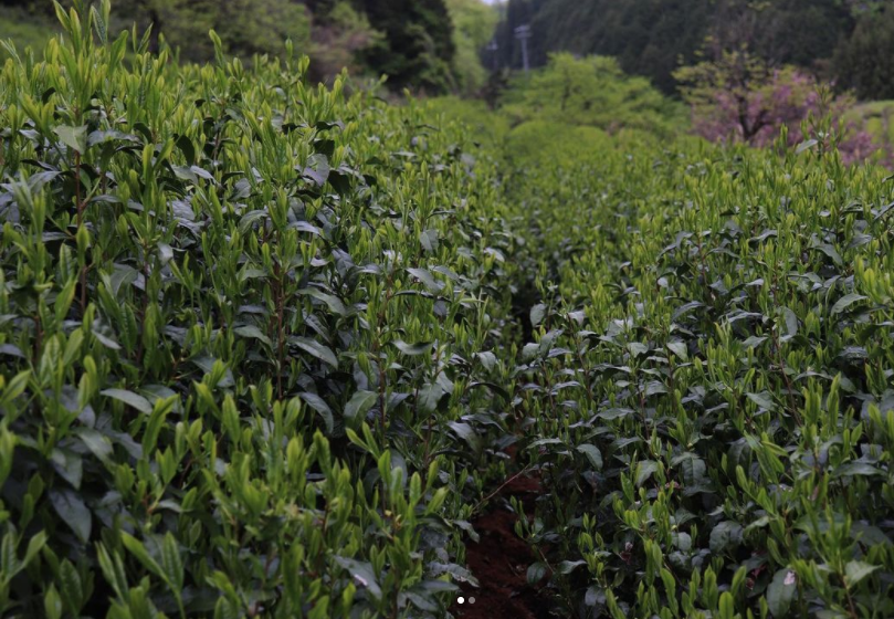 Sencha Ohbukudani [Thé vert, première récolte, Shincha 2025]