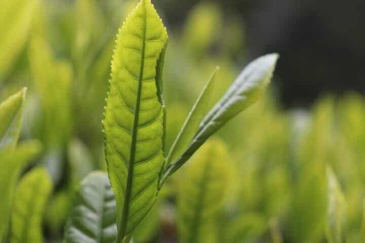 Gokou Matcha