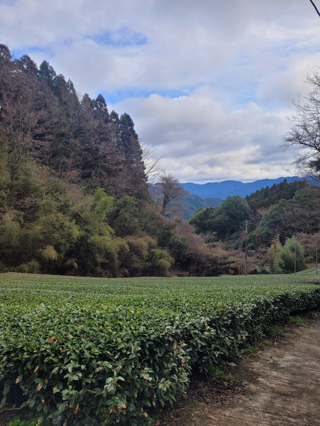 Koushun Oolong