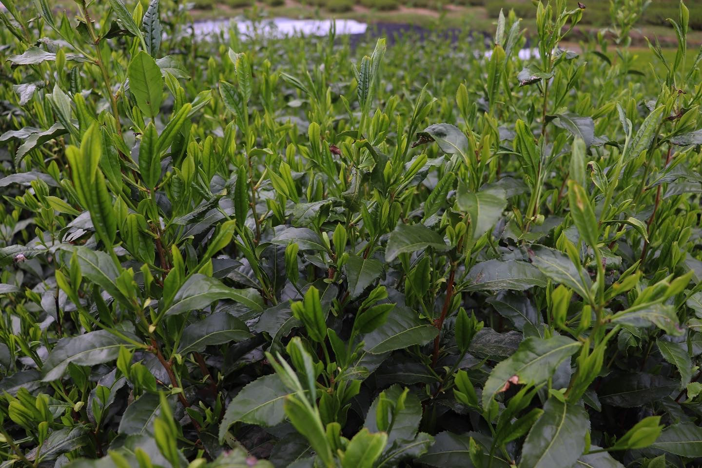 Tencha Uji