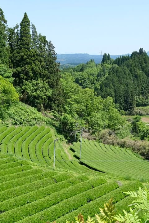 Kamairicha Minekaori [Thé vert BIO du Japon]