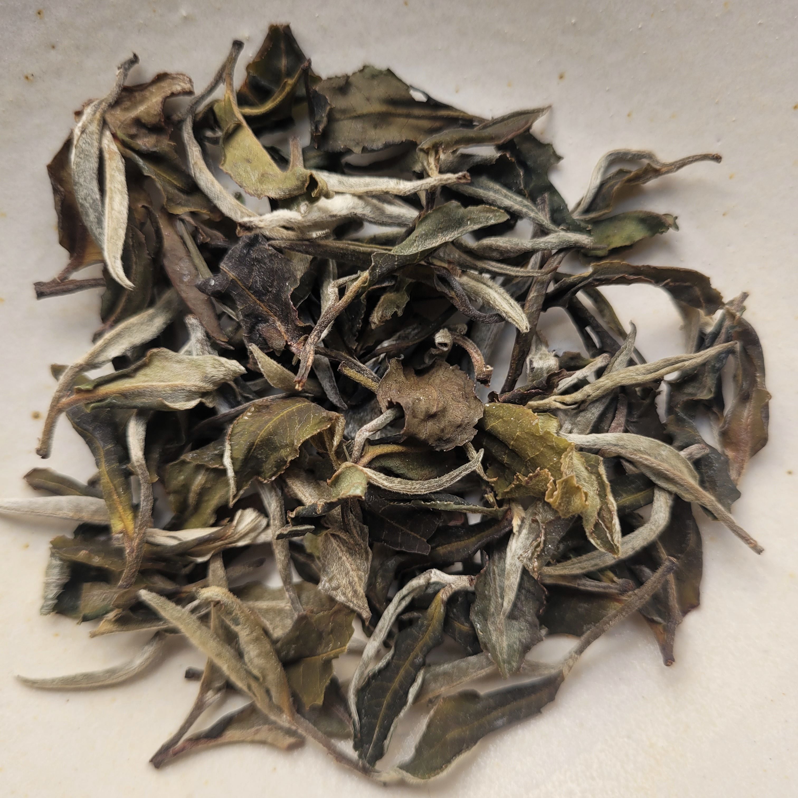 Five Trees Estate White Tea [Thé blanc de Birmanie]