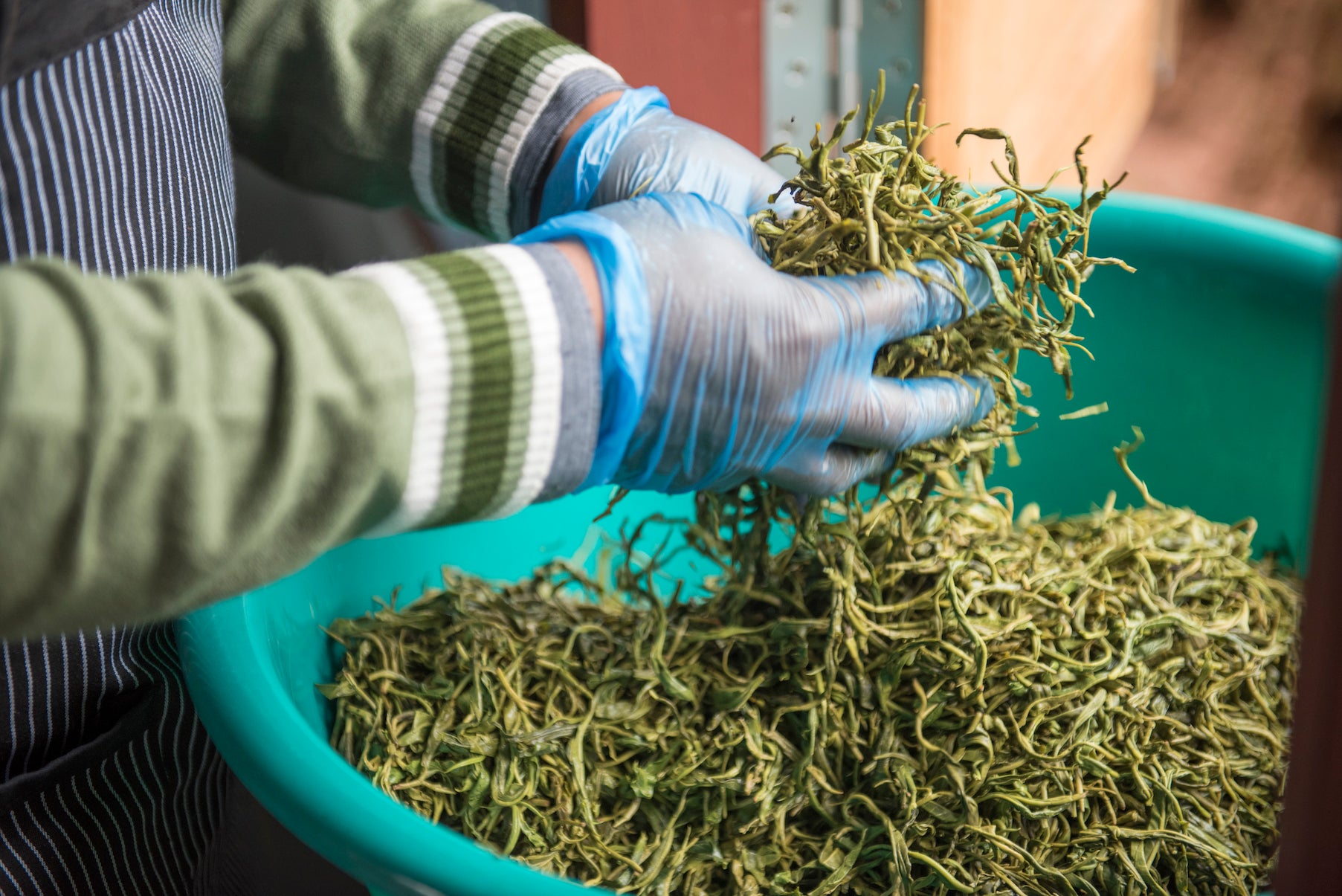 Five Trees Estate White Tea [Thé blanc de Birmanie]