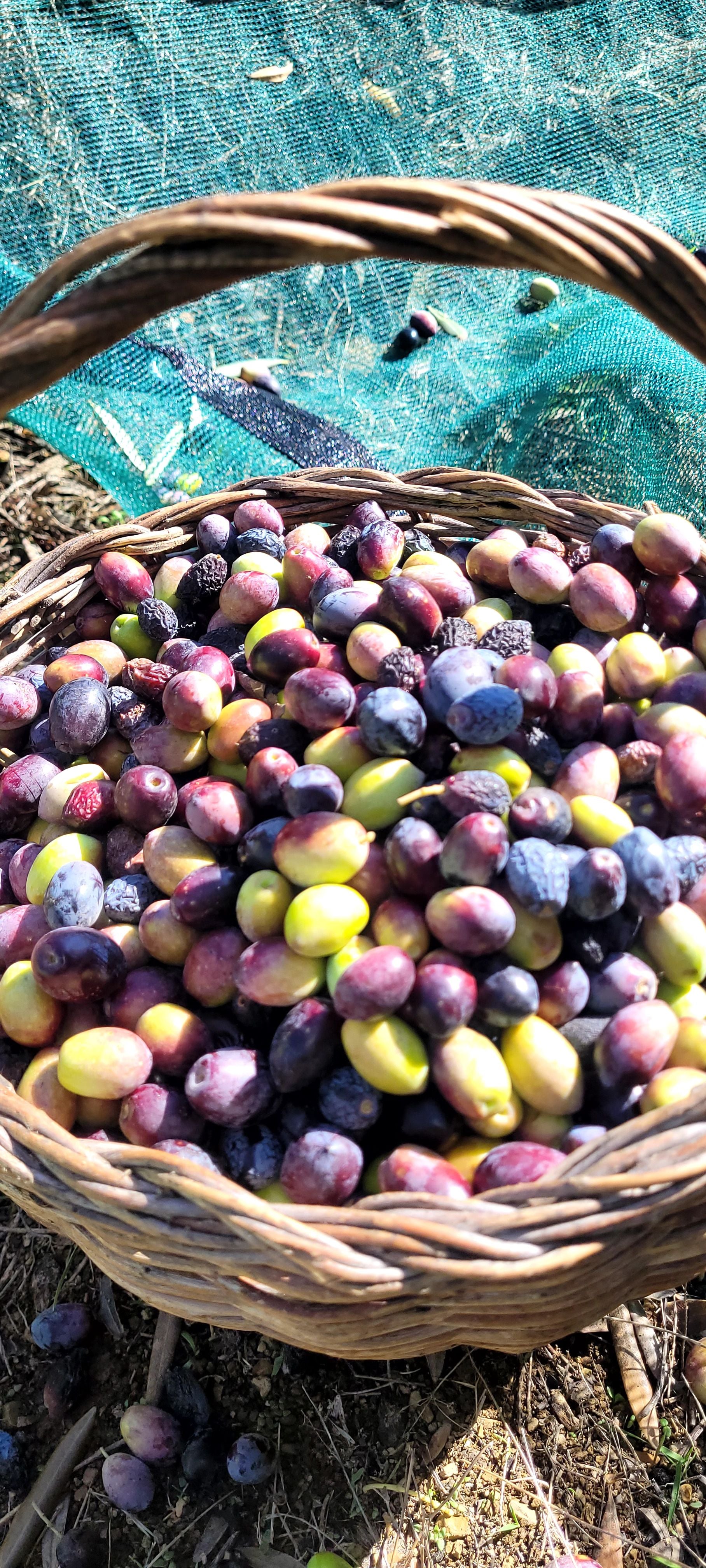 Da Mohand, Iyere n'Braham, Huile d'olive vierge extra, bouteille de 250ml, Made in Algeria, Récolte Novembre 2025