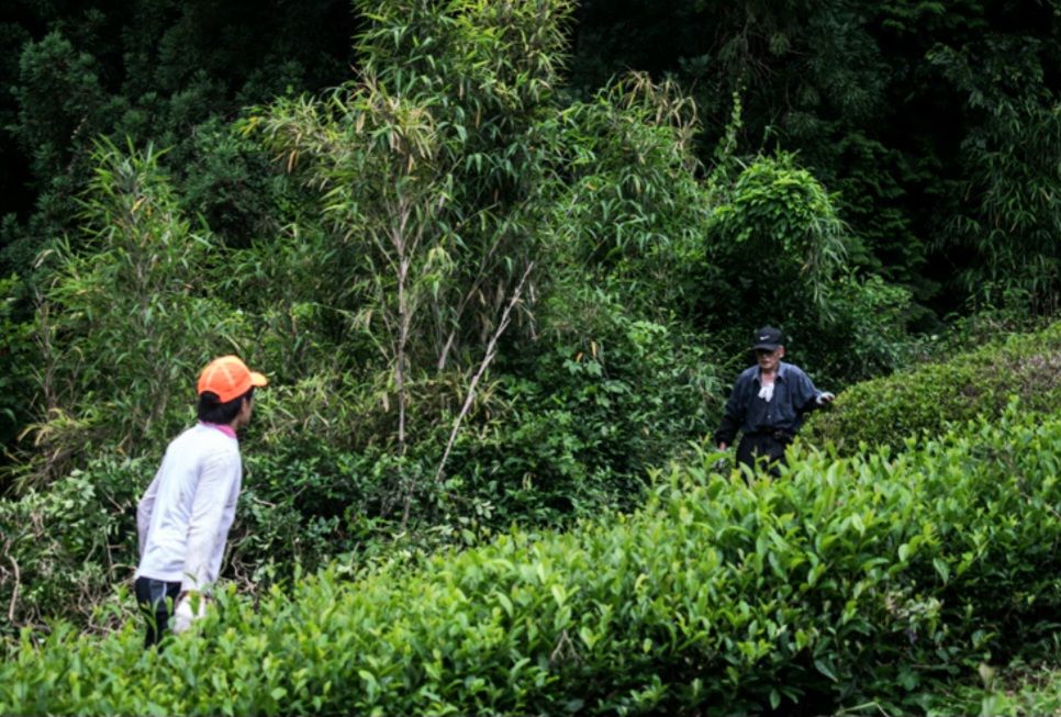 Houjicha