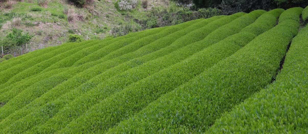 Fukamushi Sencha ***Récolte 2026***