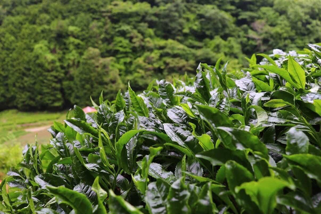 Gyokuro Uji