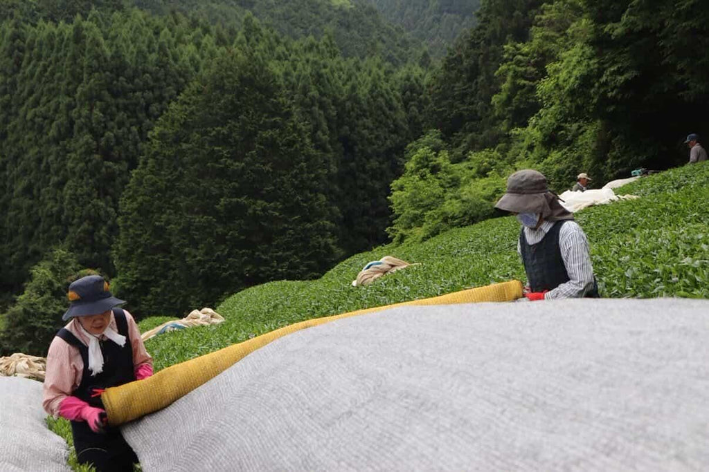 Gyokuro Uji
