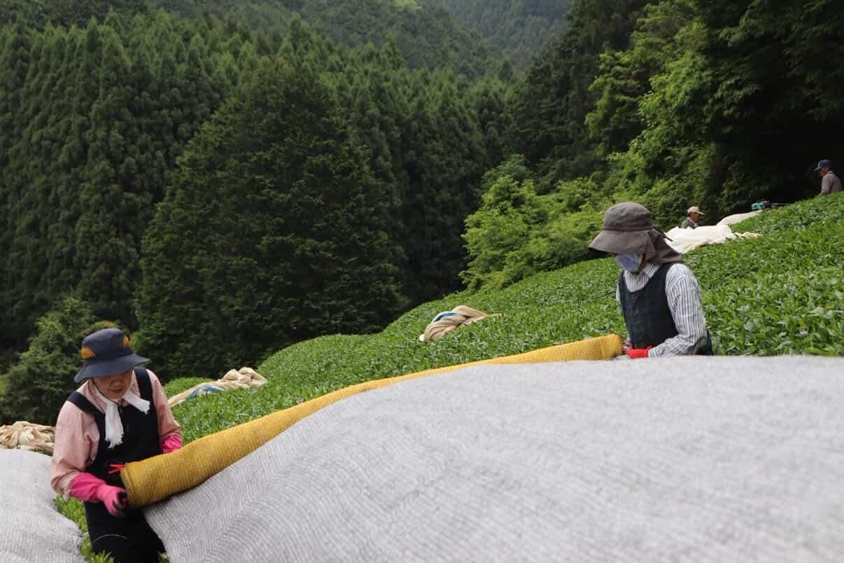 Gyokuro Uji