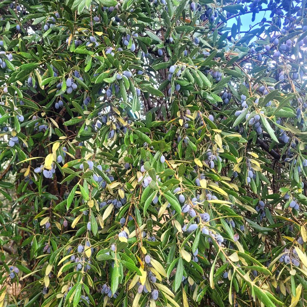 Da Mohand, Iyere n'Braham, Huile d'olive vierge extra, bouteille de 250ml, Made in Algeria, Récolte Novembre 2025