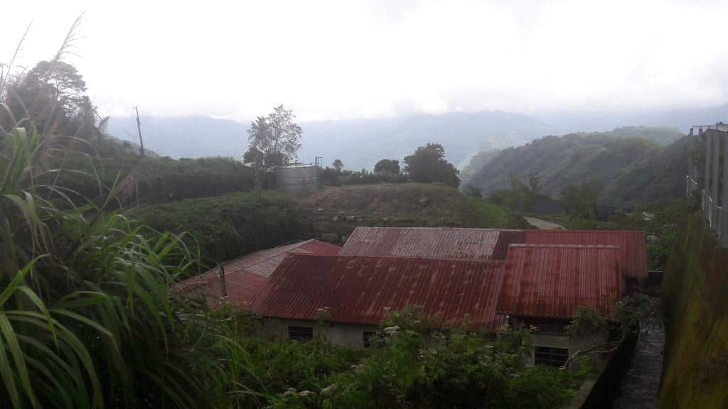 Alishan High Mountain Oolong