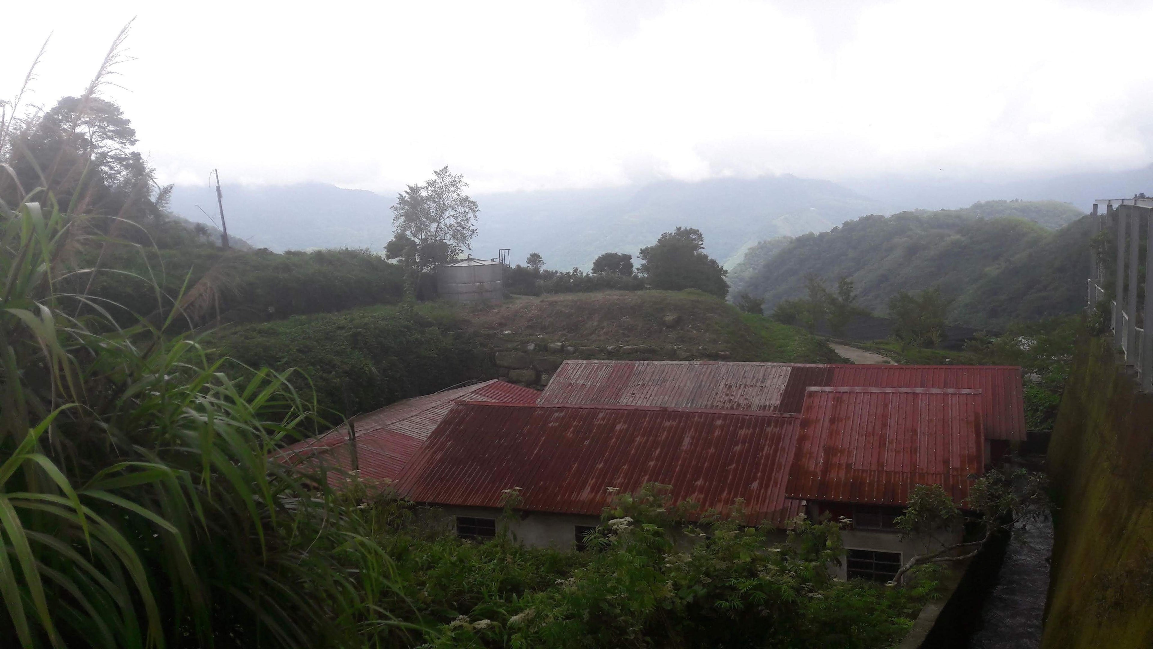 Alishan High Mountain Oolong