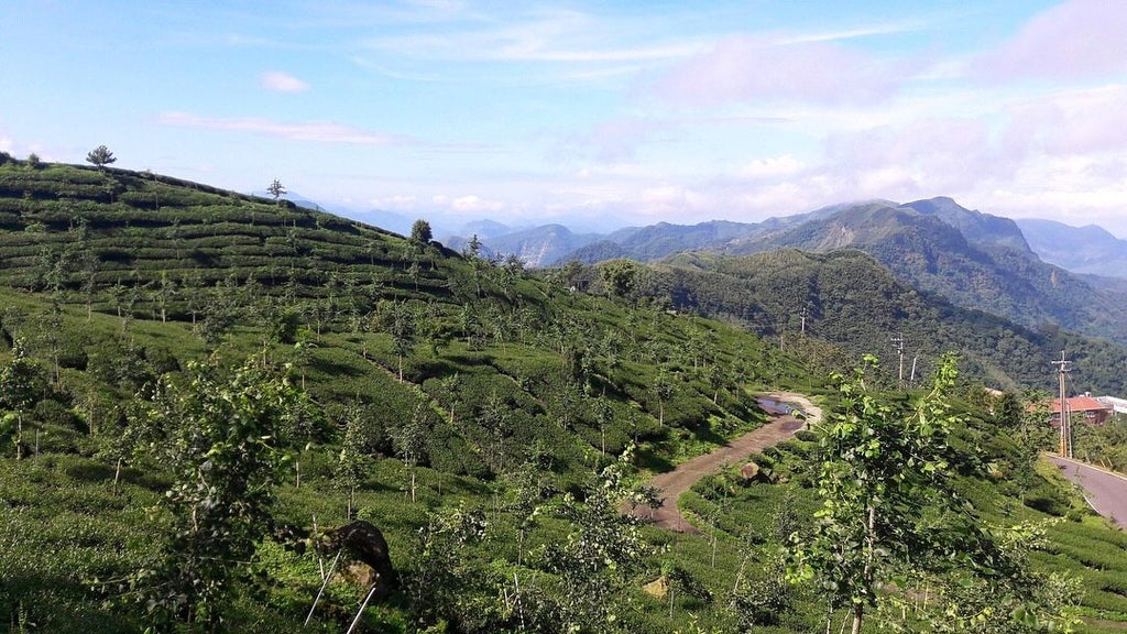Alishan High Mountain Oolong