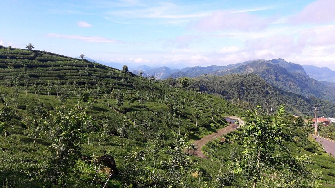 Alishan High Mountain Oolong